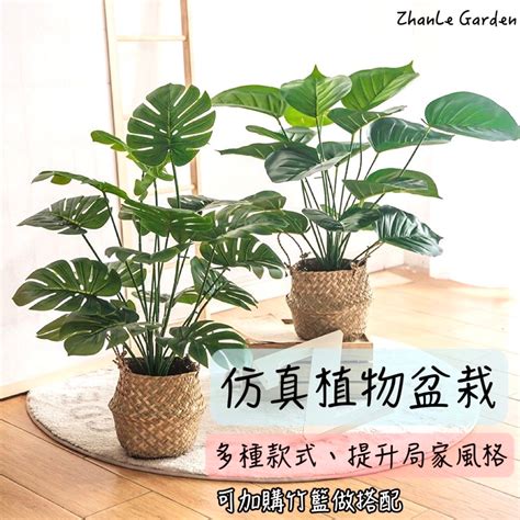 花盆擺設|室內植物、花盆擺設、居家佈置04【琴葉榕】【龜背芋】【花盆】。